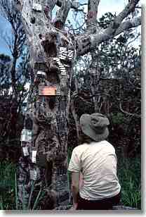 The summit tree