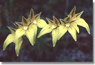 Cowslip orchids are very common in October