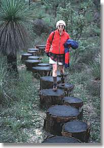 Log discs crossing a wet area near Gringer Creek