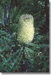 Bull Banksia, one of the many common flowers