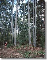 Arboretum near Pemberton